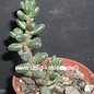 Sedum furfuraceum   Mexiko