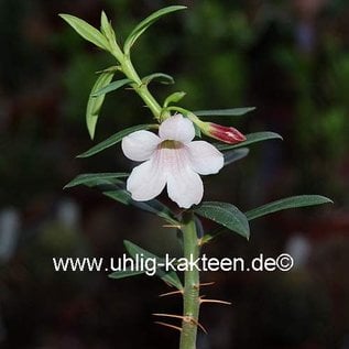 Pachypodium bispinosum