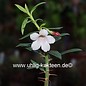 Pachypodium bispinosum