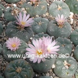 Lophophora williamsii  v. decipiens