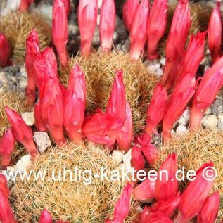 Rebutia anneliesii