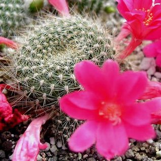 Rebutia senilis v. lilacino-rosea