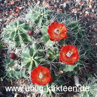 Echinocereus triglochidiatus       (dw)