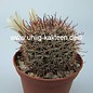 Mammillaria dioica   S of Catavina, BC