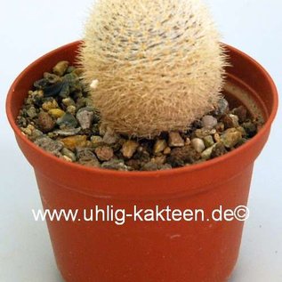 Mammillaria wohlschlageri