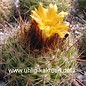 Parodia formosa  FR 735 Margarita, Tarija, Bolivien