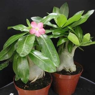 Adenium arabicum