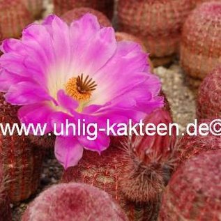 Echinocereus rigidissimus ssp. rubrispinus L 088 Sierra Obscura, 2000 m, Chihuahua, Mexiko