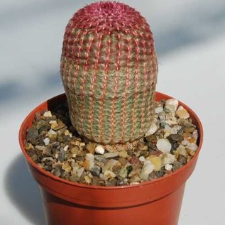 Echinocereus rigidissimus ssp. rubrispinus L 088 Sierra Obscura, 2000 m, Chihuahua, Mexiko