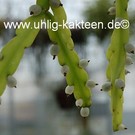 Rhipsalis micrantha fa. rauhiorum