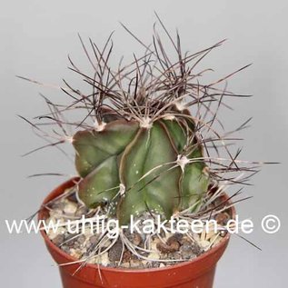 Astrophytum capricorne   Saltillo Coahuila