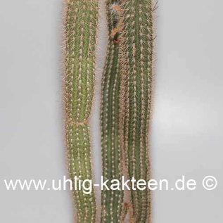 Cleistocactus aff. spec.
