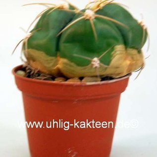 Gymnocalycium horstii  Gf 175 6 km östlich Minas do Camaqua