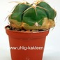 Gymnocalycium horstii  Gf 175 6 km östlich Minas do Camaqua