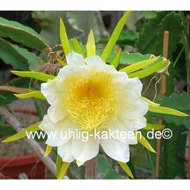 Hylocereus undatus