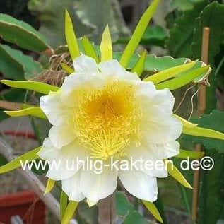 Hylocereus undatus