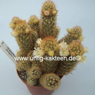 Mammillaria elongata v. echinata