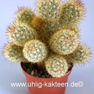 Mammillaria elongata v. echinata