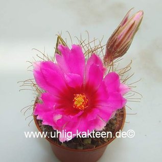 Mammillaria guelzowiana   (syn. Krainzia)