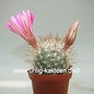 Mammillaria guelzowiana   (syn. Krainzia)