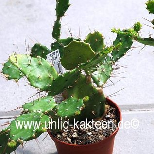 Opuntia brasiliensis