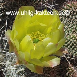 Opuntia polyacantha   Reedpoint, Montana    (dw)