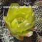 Opuntia polyacantha   Reedpoint, Montana    (dw)