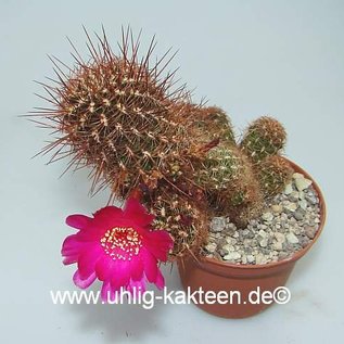 Sulcorebutia cochabambina  WF 65/15