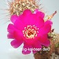 Sulcorebutia cochabambina  WF 65/15