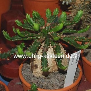 Euphorbia stellata