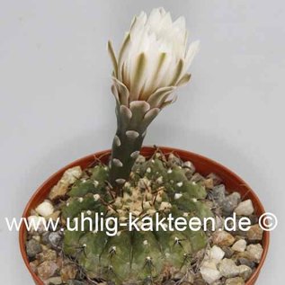 Gymnocalycium occultum  P 131a vom Fuß der Sierra Ambato