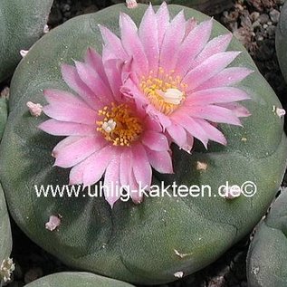 Lophophora fricii