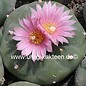 Lophophora fricii