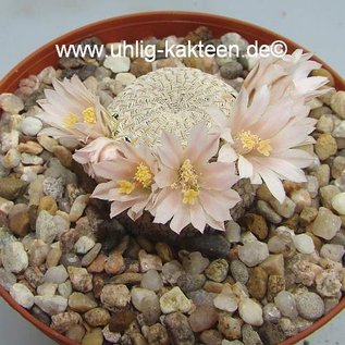 Mammillaria pectinifera      CITES, not outside EU