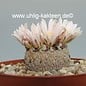 Mammillaria pectinifera      CITES, not outside EU