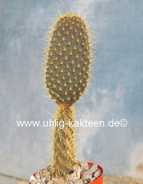 Miranda Kerr u bilan jinsiy aloqa Chicks porno boyicha katta klitorislar