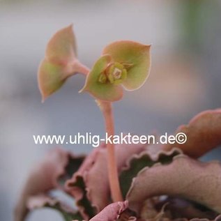 Euphorbia francoisii v. crassicaulis  Madagaskar   CITES, not outside EU