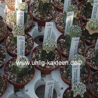 Astrophytum asterias cv. Super Kabuto-Hybr.   gepfr.