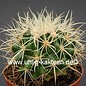 Echinocactus grusonii cv. Krauskopf