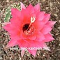 Echinopsis-Hybr. Brunhild  Rheingold 255