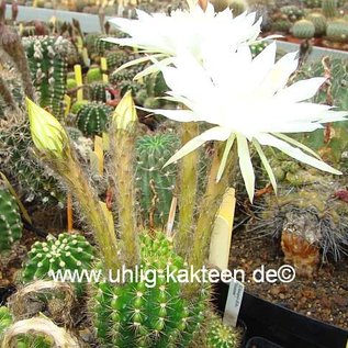 Echinopsis-Hybr. Mantana