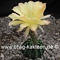 Echinopsis-Hybr. Melba   Blüte gelb / yellow