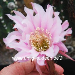 Echinopsis-Hybr. Passo CM 29