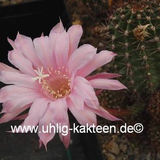 Echinopsis-Hybr. Passo CM 42