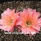 Echinopsis-Hybr. Salmon Queen  Serie 388