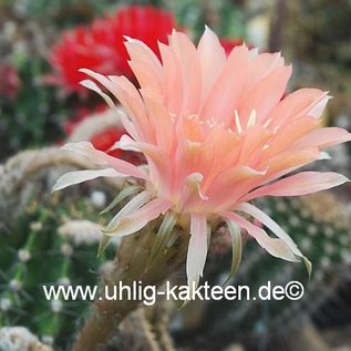 Echinopsis-Hybr. Salome