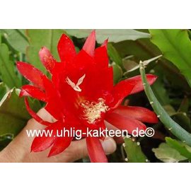 Epiphyllum-Hybr. Bruin