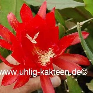 Epiphyllum-Hybr. Bruin