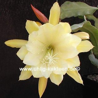 Epiphyllum-Hybr. Georges French