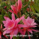 Epiphyllum-Hybr. Jerommeke